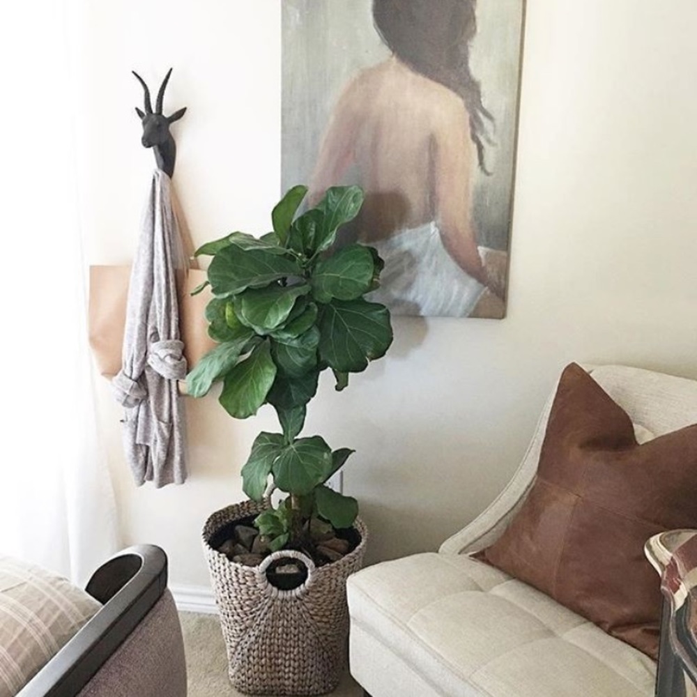 Meet your Posher, Lucero